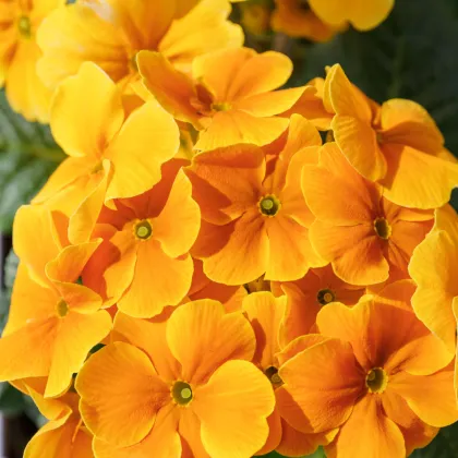 Prvosenka Inara F1 Gold - Primula elatior - prodej semen - 20 ks