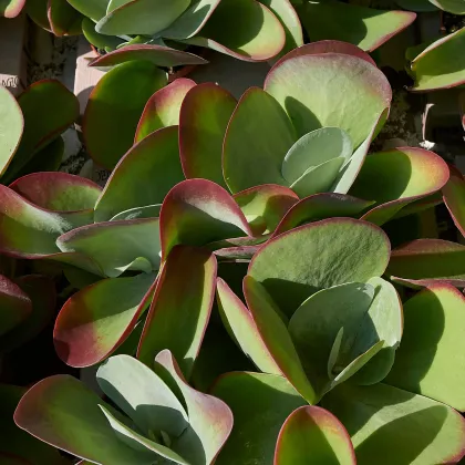 Kolopejka thyrsiflora - Kalanchoe - prodej semen - 15 ks