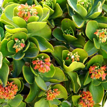 Kolopejka thyrsiflora - Kalanchoe - prodej semen - 15 ks