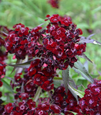 Hvozdík bradatý Sweet Black Cherry F1 - Dianthus barbatus - prodej semen - 20 ks