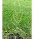 Semínka rosnatky - Drosera indica - Rosnatka indická - prodej semen - 15 ks