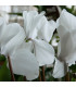 Brambořík perský Halios Pure White F1 - Cyclamen persicum - semena bramboříku - 6 ks