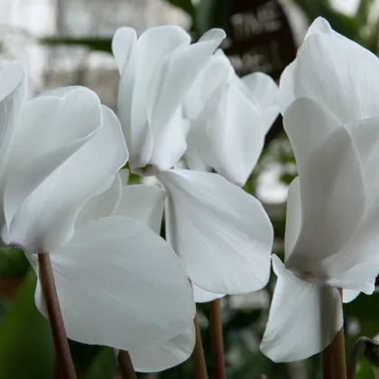 Brambořík perský Halios Pure White F1 - Cyclamen persicum - semena bramboříku - 6 ks