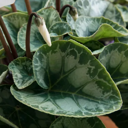 Brambořík perský Halios Pure White F1 - Cyclamen persicum - semena bramboříku - 6 ks