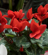 Brambořík perský Halios Bright Scarlet F1 - Cyclamen persicum - semena bramboříku - 6 ks