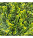 Jilm čínský - Ulmus parvifolia - prodej semen - 10 ks