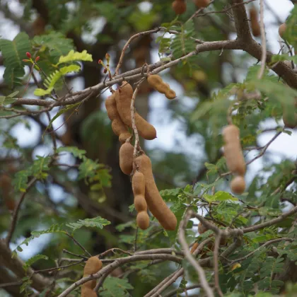 Tamarind indický - Tamarindus indica - prodej semen - 5 ks