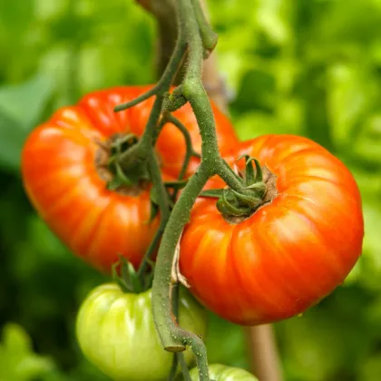 Rajče Gigantomo F1 - Solanum lycopersicum - prodej semen - 5 ks