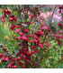 Rodochiton Purple Bells - Rhodochiton atrosanguinemum - prodej semen - 6 ks