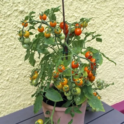 Rajče Tiny Temptations Orange PhR - Solanum lycopersicum - prodej semen - 5 ks