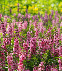 Angelonie úzkolistá Serenita pink - Angelonia angustifolia - prodej semen - 6 ks