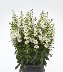 Angelonie úzkolistá Serenita white - Angelonia angustifolia - prodej semen - 6 ks