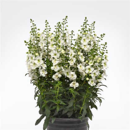 Angelonie úzkolistá Serenita white - Angelonia angustifolia - prodej semen - 6 ks