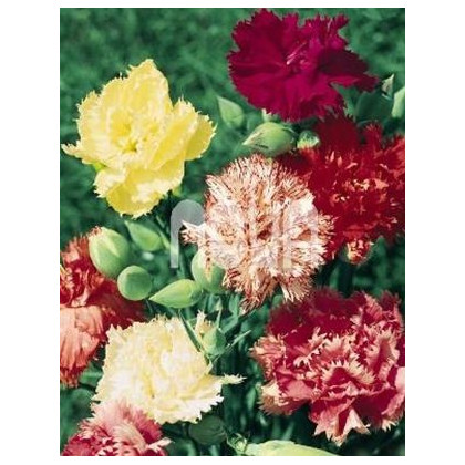 Hvozdík trpaslíčí mix barev - Dianthus caryophyllus  - prodej semen - 130 ks