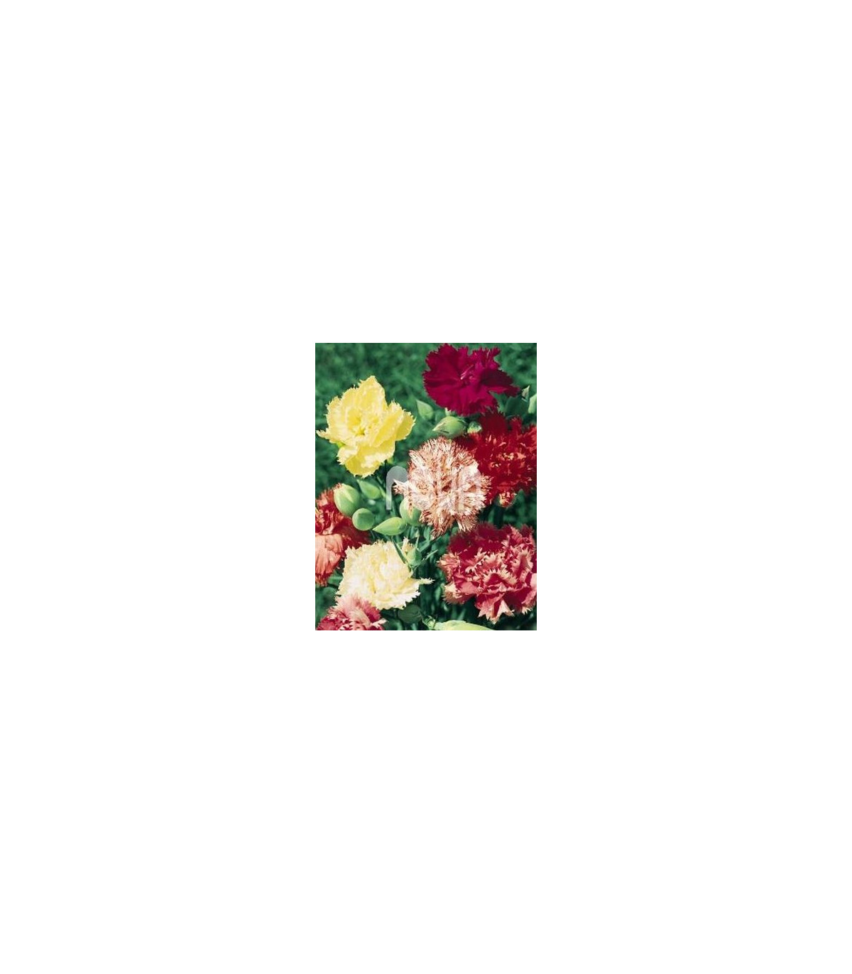 Hvozdík trpaslíčí mix barev - Dianthus caryophyllus  - prodej semen - 130 ks