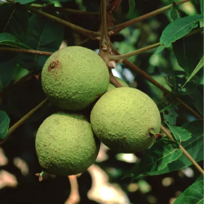 Ořešák černý - Juglans nigra - prodej semen - 2 ks