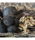 Ořešák černý - Juglans nigra - prodej semen - 2 ks