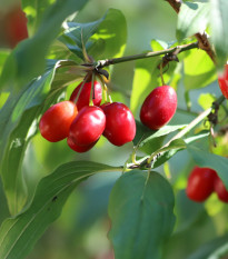 Dřín obecný - Cornus mas - prodej semen - 3 ks