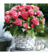Begonie Camellia - Begonia - prodej cibulovin - 2 ks