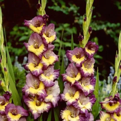 Gladiol Dynamite - Gladiolus - prodej cibulovin - 3 ks