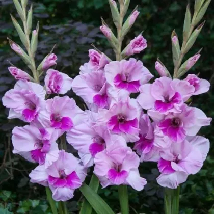 Gladiol Alannah - Gladiolus - prodej cibulovin - 3 ks