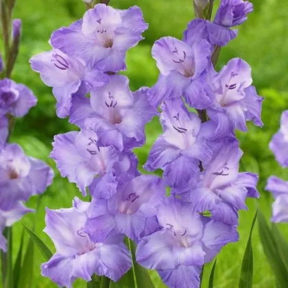 Gladiol Milka - Gladiolus - prodej cibulovin - 3 ks