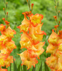 Gladiol Sunshine - Gladiolus - prodej cibulovin - 3 ks