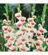 Gladiol Japonica - Gladiolus - prodej cibulovin - 3 ks