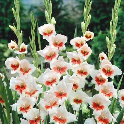 Gladiol Japonica - Gladiolus - prodej cibulovin - 3 ks