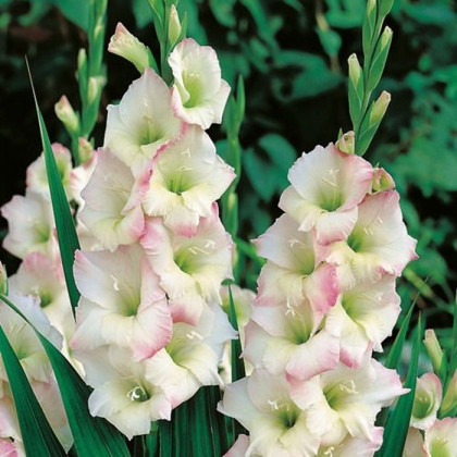 Gladiol Cream Perfection - Gladiolus - prodej cibulovin - 3 ks
