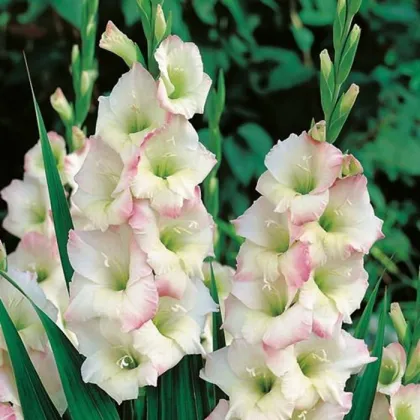 Gladiol Cream Perfection - Gladiolus - prodej cibulovin - 3 ks