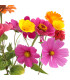 Květinová směs pro děti - prodej výsevních pásků - 15x150 cm