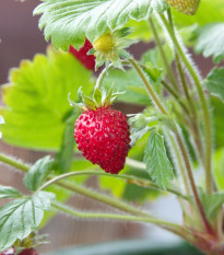 Jahodník lesní Mignonette - Fragaria vesca - prodej semen - 15 ks