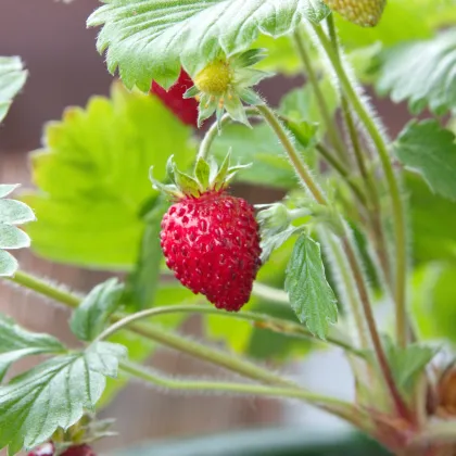 Jahodník lesní Mignonette - Fragaria vesca - prodej semen - 15 ks