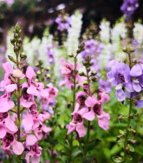 Angelonie směs barev - Angelonia angustifolia - prodej semen - 6 ks