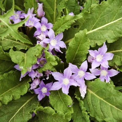 Mandragora lékařská - Mandragora officinalis - prodej semen - 6 ks