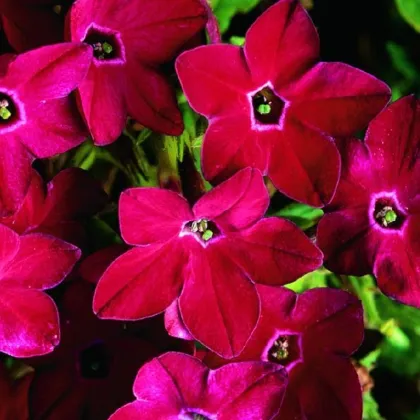 Tabák Saratoga červený F1 - Nicotiana x alata - prodej semen - 30 ks