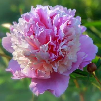 Pivoňka Sorbet - Paeonia - prodej cibulovin - 1 ks