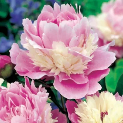 Pivoňka Sorbet - Paeonia - prodej cibulovin - 1 ks