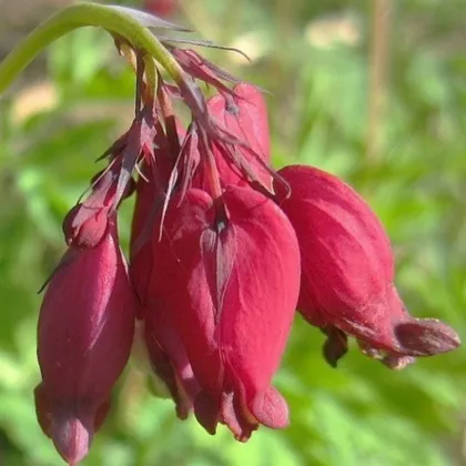 Srdcovka Bacchannal - Dicentra formosa - prodej cibulovin - 1 ks