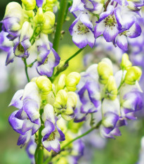 Oměj Carmichaelův Cloudy - Aconitum carmichaelii - prodej cibulovin - 1 ks