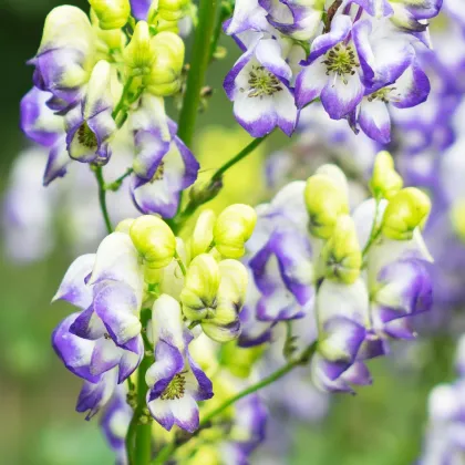 Oměj Carmichaelův Cloudy - Aconitum carmichaelii - prodej cibulovin - 1 ks