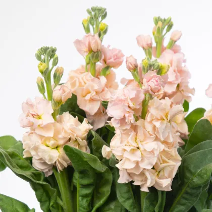 Fiala Iron Appricot - Matthiola incana - prodej semen - 40 ks