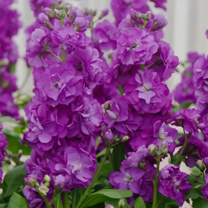 Fiala Hot cakes - Matthiola incana - prodej semen - 40 ks