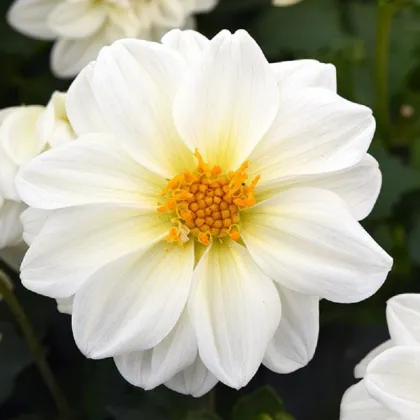 Jiřinka proměnlivá Figaro bílá - Dahlia variabilis - prodej semen - 20 ks