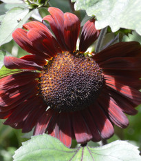 Slunečnice roční Claret F1 - Helianthus annuus - prodej semen - 10 ks