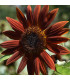 Slunečnice roční Ruby F1 - Helianthus annuus - prodej semen - 10 ks