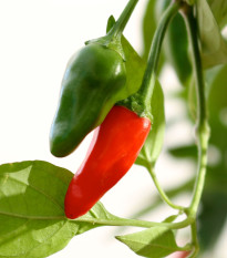 Chilli Thai Hot Birds Eye - Capsicum annuum - prodej semen - 6 ks