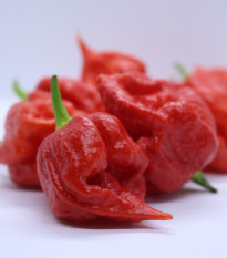 Chilli Apocalypse Red - Capsicum chinense - prodej semen - 5 ks