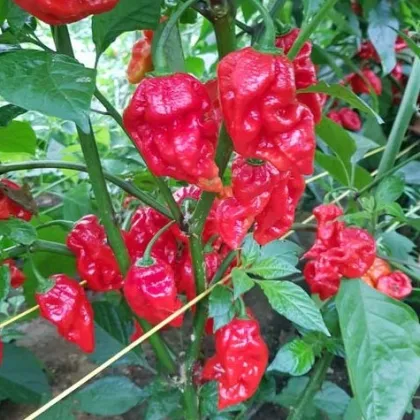 Chilli Apocalypse Red - Capsicum chinense - prodej semen - 5 ks